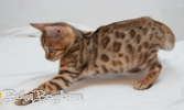 Rassekatze Bengal